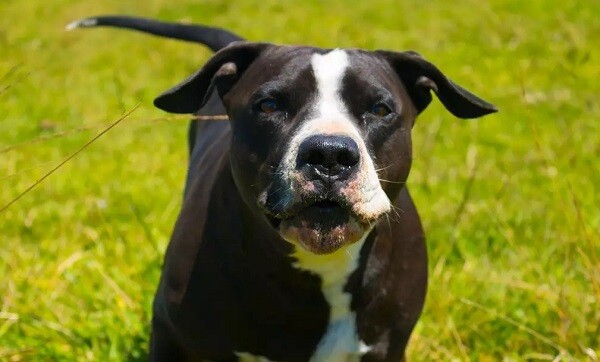 Cosa fare se incontriamo un cane senza guinzaglio  