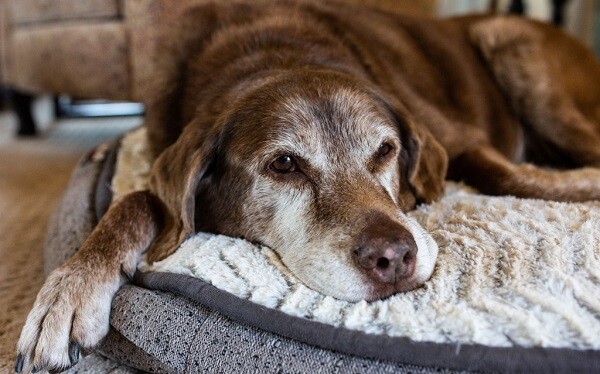 Come occuparsi di un cane anziano  