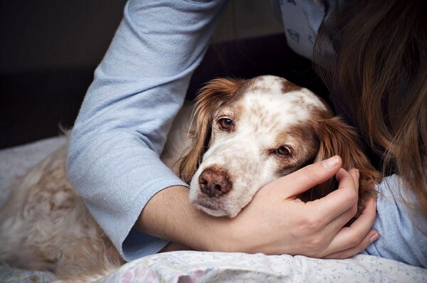 Come occuparsi di un cane anziano  