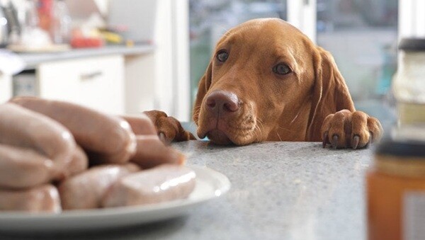 Come gestire un cane che ha sempre fame  